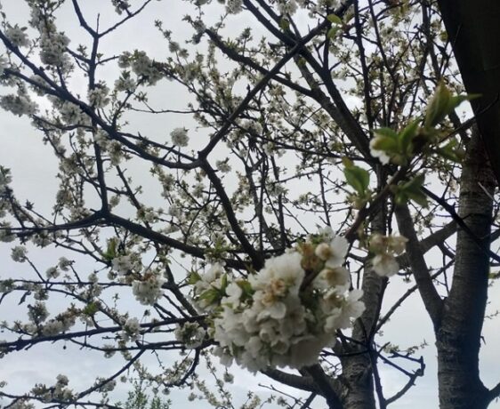 Cireșii au înflorit în mai multe zone din județul Arad