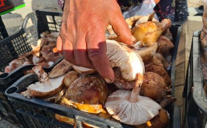 Ghici ciupercă ce-i? Record de intoxicări cu ciuperci în vestul țării: Vânzătorii nu sunt nici măcar verificați de autorități