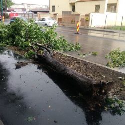 copac cazut 1