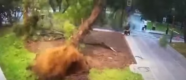 Un bărbat a murit la Moscova, după ce un copac a căzut peste el, pe Bulevardul Ucrainei