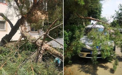 Copac căzut peste o mașină, la Timișoara