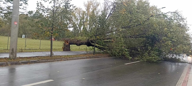 Copac doborât de vânt, la Timișoara. Pompierii intervin pentru eliberarea drumului