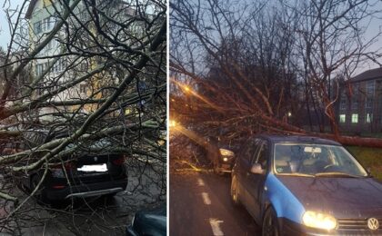 Copac căzut peste o mașină, la Timișoara