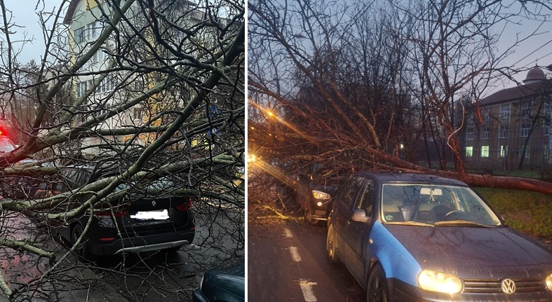 Copac căzut peste o mașină, la Timișoara