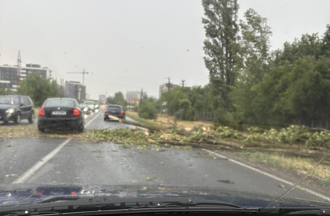 Copaci și crengi groase au căzut pe drumuri și peste mașini la Timișoara