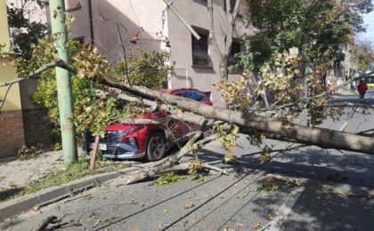 Foto-Video! Un copac s-a prăbușit peste o mașină pe strada Paris din Timișoara. Trafic blocat în Piaţa 700