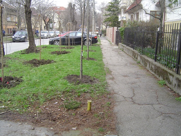 În Timișoara se plantează 2.600 de arbori