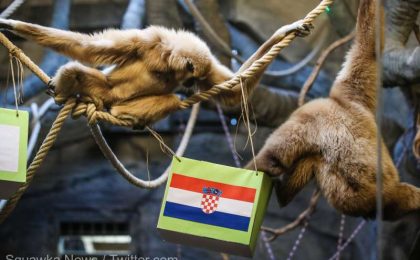 Video! Un gibon de la Grădina Zoologică din Zagreb a prezis victoria Croației în fața Argentinei