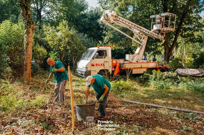 Continuă lucrările de întreținere a spațiilor verzi dintre blocurile din Timișoara 1 Continuă lucrările de întreținere a spațiilor verzi dintre blocurile din Timișoara
