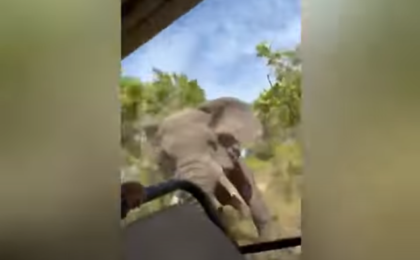 Incident tragic într-un safari din Africa. O femeie a murit după ce a fost atacată de un elefant (video)