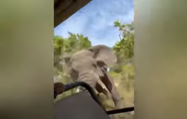 Incident tragic într-un safari din Africa. O femeie a murit după ce a fost atacată de un elefant (video)