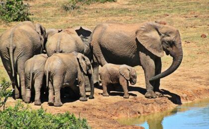 Botswana amenință că va trimite 20.000 de elefanți în Germania