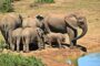 Trei oameni au murit în Uganda după ce mașina în care se aflau s-a izbit de un elefant