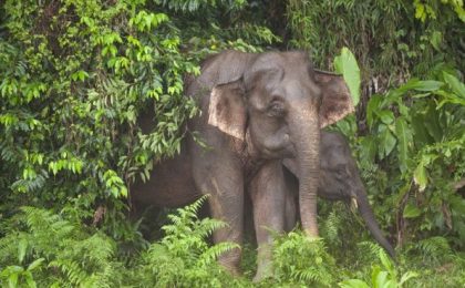 Elefanţii de Borneo sunt în pericol de dispariţie din cauza activităţilor umane