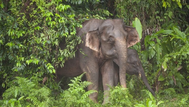 Elefanţii de Borneo sunt în pericol de dispariţie din cauza activităţilor umane