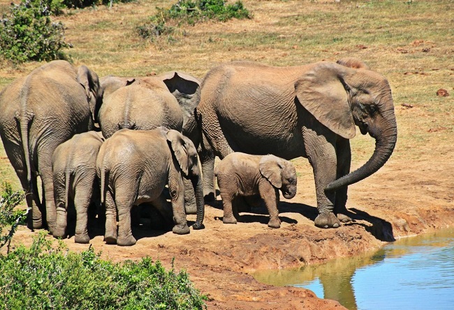 Botswana amenință că va trimite 20.000 de elefanți în Germania