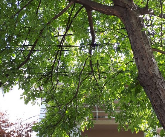 Câteva localități din județul Timiș au rămas fără energie electrică 1 Câteva localități din județul Timiș au rămas fără energie electrică