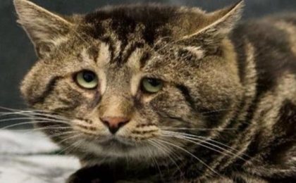 Fishtopher, "cea mai tristă pisică din lume", are o nouă casă. Doi tineri vor să însenineze viaţa felinei