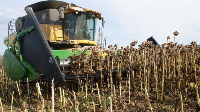 Revolta fermierilor: Cerealele românești sunt detronate de cerealele ucrainene mai ieftine