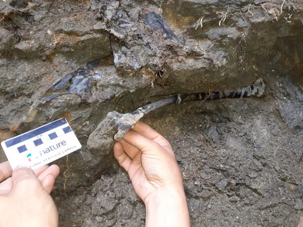 Fosile de dinozaur, unice în lume, descoperite în Geoparcul Internaţional UNESCO Ţara Haţegului