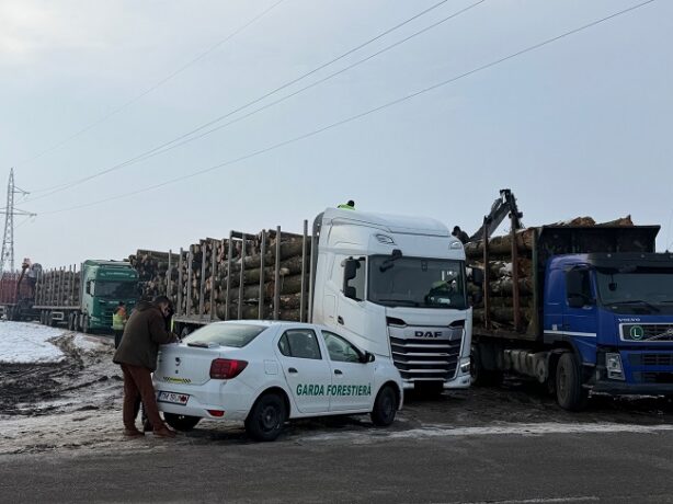 Controale silvice în Timiș, Caraș-Severin și Hunedoara: arbori tăiați ilegal și dosare penale