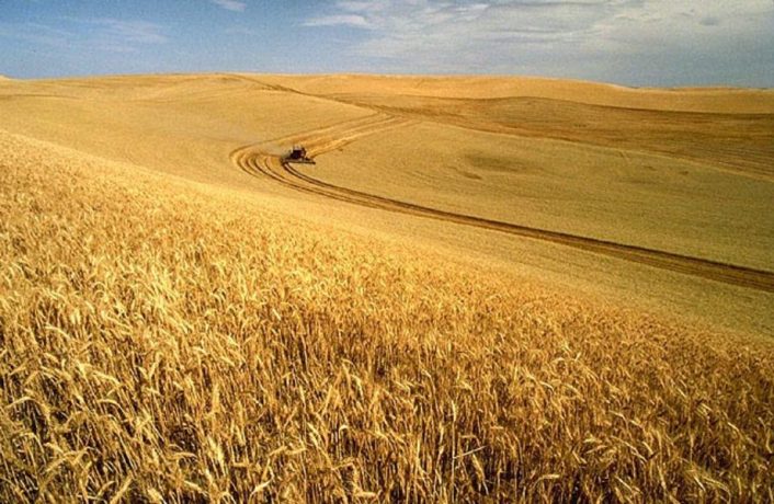 ANSVSA: Importurile de grâu, porumb, floarea-soarelui şi rapiţă din Ucraina, oprite în România până pe 5 iunie 2023