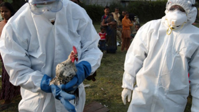 În Europa a fost semnalat un caz de transmitere a gripei aviare la om