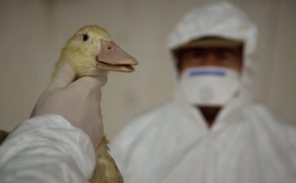 Focare de gripă aviară în Ungaria, foarte aproape de vestul României. Zeci de mii de păsări, sacrificate