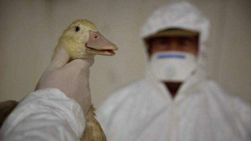 Focare de gripă aviară în Ungaria, foarte aproape de vestul României. Zeci de mii de păsări, sacrificate