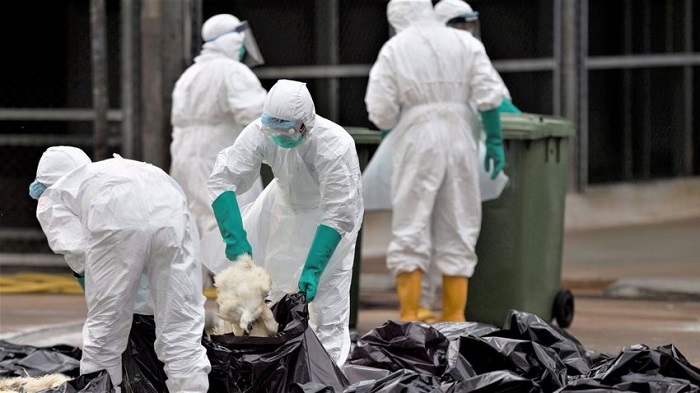 Alertă în vestul României! Ungaria a descoperit un focar de gripă aviară înalt patogenă H5N1 aproape de graniță