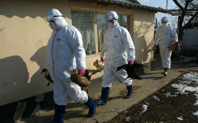 Cercetătorii germani susţin că Europa se confruntă cu cea mai gravă epidemie de gripă aviară