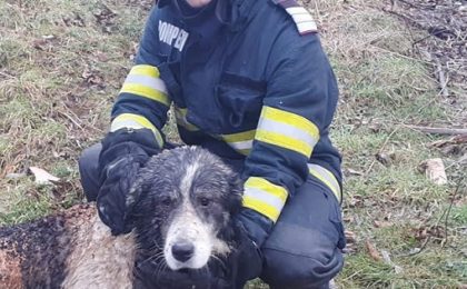 Se caută un nou cămin pentru Haiduc, un câine salvat din ghearele focului