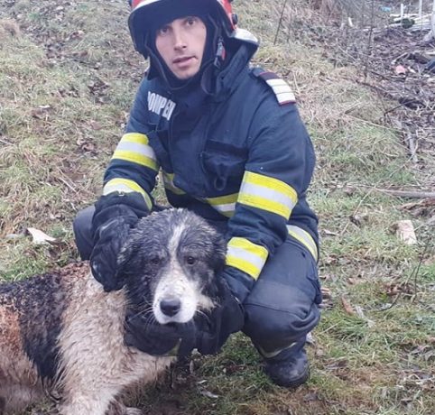 Se caută un nou cămin pentru Haiduc, un câine salvat din ghearele focului
