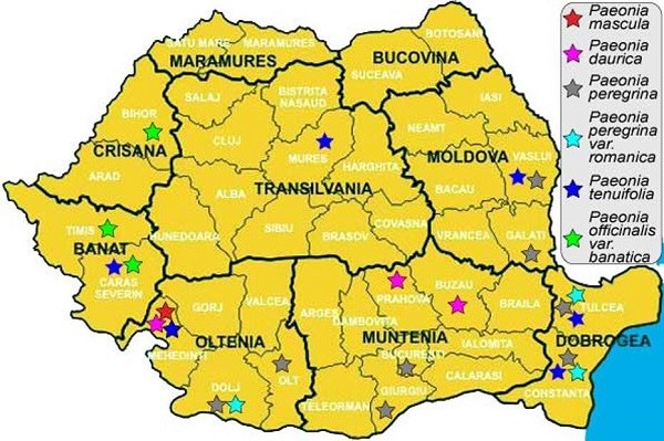 harta bujorului romanesc