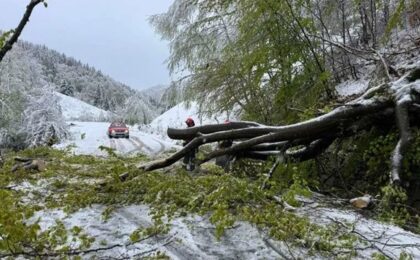 Copaci prăbușiți din cauza zăpezii şi vântului în județul Hunedoara