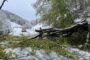 Copaci prăbușiți din cauza zăpezii şi vântului în județul Hunedoara