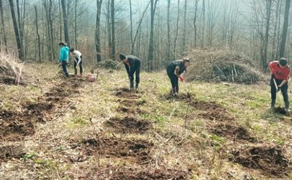 Lucrări de împădurire pe 1,5 hectare, la Coșava - Fărășești