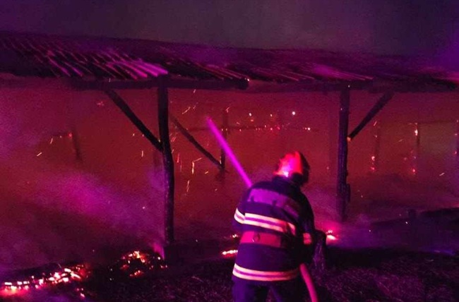 Zeci de vaci și oi au pierit într-un incendiu 1 Zeci de vaci și oi au pierit într-un incendiu