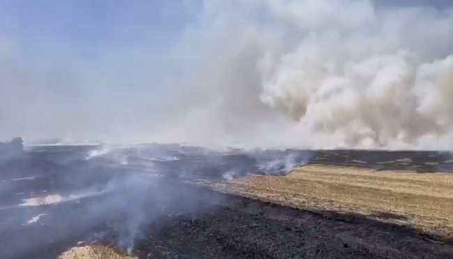 Incendiu vegetație între Ghiroda și Moșnita Veche. Ard 20 de hectare