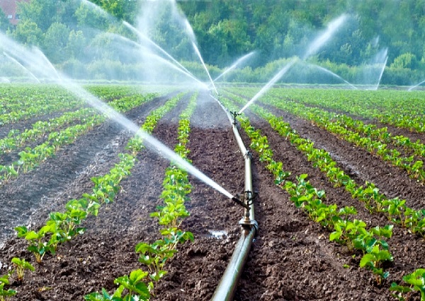 O țară vecină importă apă din România pentru irigații. Culturile românilor din vestul țării, în schimb, sunt distruse din cauza secetei