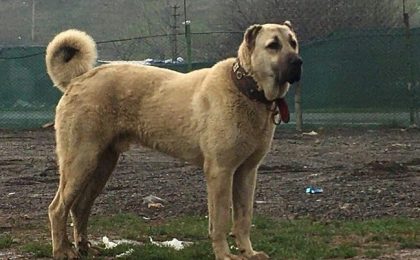 Șase câini de rasă au murit otrăviți în vestul țării. Un exemplar costă 2.000 de euro, iar dresajul durează între doi și trei ani