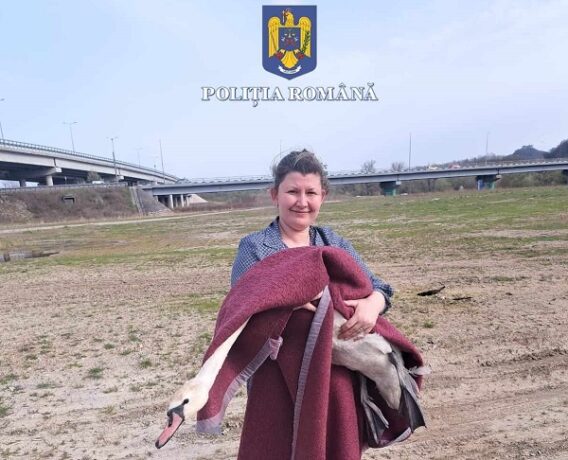 Lebădă salvată de pe autostrada A1 şi eliberată în zona râului Mureș (video)