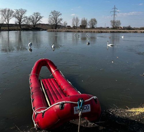 Lebede salvate de pompieri de pe lacul înghețat, la Dumbrăvița (video)