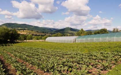 Producătorii agricoli de vegetale primesc un ajutor de la stat de până la 100.000 de euro pe an