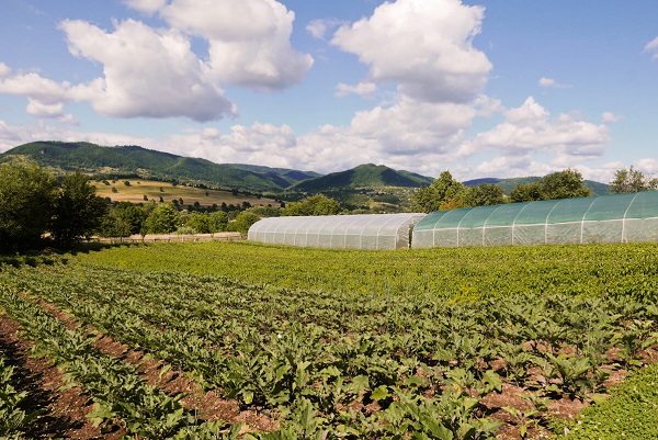 Producătorii agricoli de vegetale primesc un ajutor de la stat de până la 100.000 de euro pe an