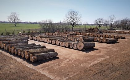 Romsilva majorează volumul de lemn pus pe piață în 2022 si 2023