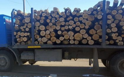 90% din lemnul României, exploatat şi valorificat de SRL-uri; veniturile Romsilva provin din încasările de la privat