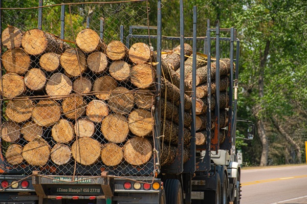 Amendă uriașă pentru un șofer prins de polițiștii lugojeni că transporta lemne fără documente