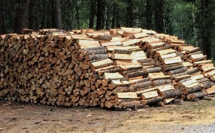 Guvernul va plafona prețul lemnelor pentru încălzire la 500 de lei metrul ster, pentru o perioadă de 6 luni