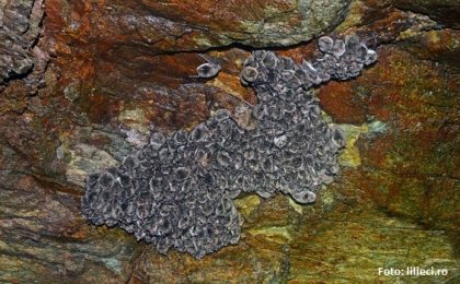 Liliecii din Serbia hibernează în peşterile din Parcul Naţional Semenic-Cheile Caraşului